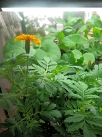 P5180406.webp P5180406.webp