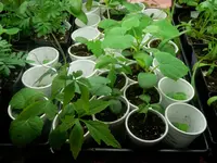 P5180407.webp P5180407.webp