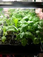 P5180408.webp P5180408.webp