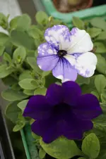 _DSC1655.webp