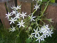 Milchsterne.webp