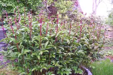 100_3911.webp