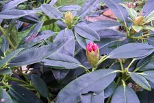 100_3912.webp