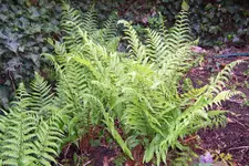 100_3915.webp