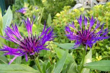 100_3928.webp