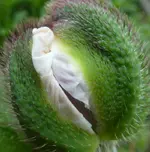 Türkenmohn 01.jpg