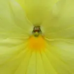 Stiefmütterchen 01.webp