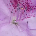 Azalee 01.webp