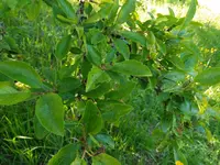 IMG_20170516_164419.webp