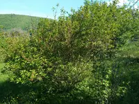 IMG_20170516_164648.webp