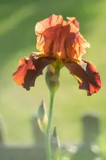 1galantmoment-.webp