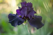1oldblackmagic-.jpg