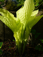P1130772.webp