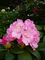 P1130778.webp
