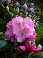 P1130779.webp