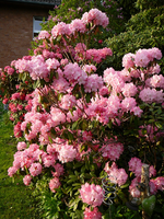 P1130780.webp