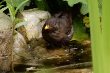 Amselbad_0002.webp