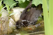 Amselbad_0004.webp