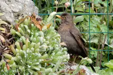 Amselbad_0006.webp