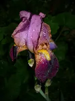 DSCI0174.webp