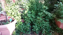 04_20170518_185555_resized.webp
