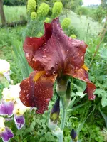 P1020343.webp