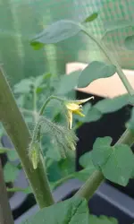 tomate20.5..webp