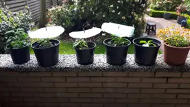 IMG-20170520-WA0000.webp