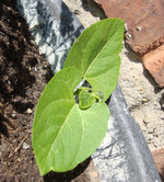 DSC04100.webp