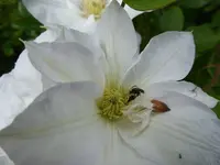 P1020367.webp