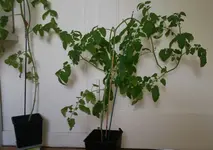 20170520_170548-1.webp
