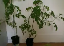 20170520_171325-1.webp