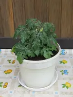 zwergtomate-a.webp