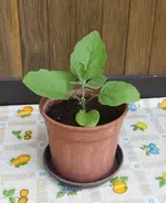 mini-aubergine-a.webp