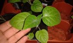 physalis20.5..jpg