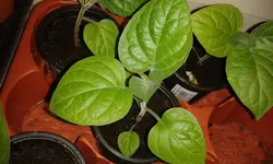 physalis220.5..webp