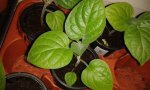 physalis220.5..jpg
