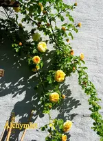IMG_7895.webp