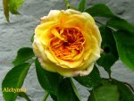 IMG_8023.JPG
