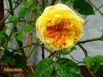 IMG_8029.JPG