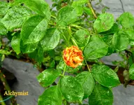 IMG_8030.webp