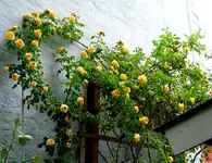 IMG_8078.webp