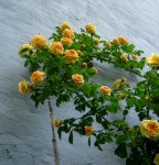 IMG_8121.JPG