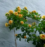 IMG_8121.webp