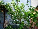 IMG_8124-001.JPG
