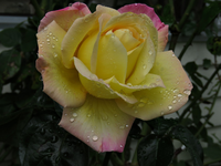 IMG_4800v - Copy.webp