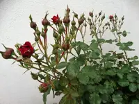 DSC09769.webp