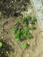 IMG-20170521-WA0001.webp