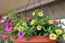 B009.webp