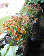 P1050689Blumenkasten.webp